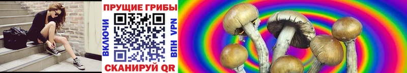 Галлюциногенные грибы мицелий  Сусуман 